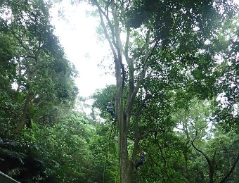 260713攀樹下午場-木林森教養學堂